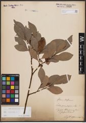Foto von Salix caprea L.